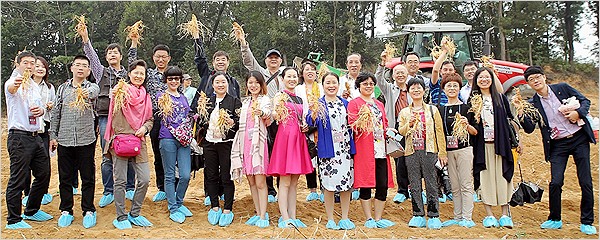 한국인삼 이미지