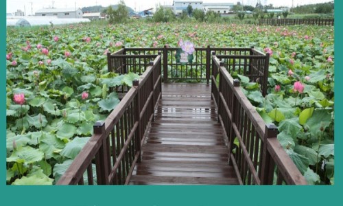 연꽃향기천연염색 이미지