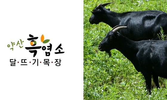 약산흑염소 이미지