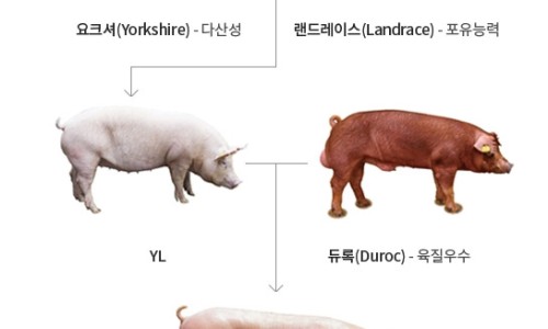 영미트팜 이미지