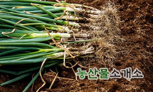 농산물소매 이미지