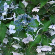 수국차나무와 수국등을 소개한 일본 사이트 네이버 블로그