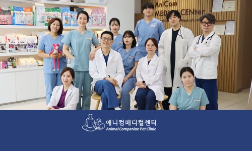 애니컴 이미지