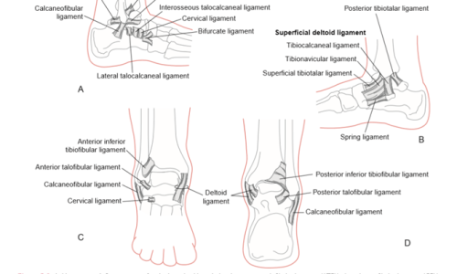 Ankle Rehabilitation: Phase 1 