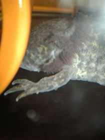 물집 네이버 블로그 물집 네이버 블로그