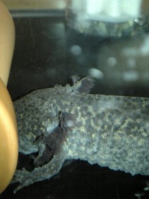 물집 네이버 블로그 물집 네이버 블로그