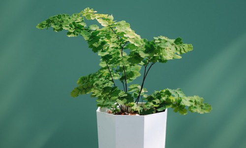 모노컬러(monocolor) 이미지