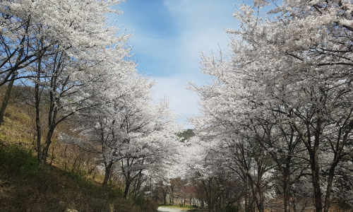 이안카라반 이미지
