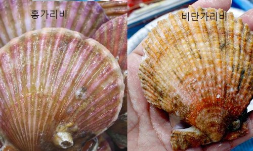 마니호칼국수 이미지