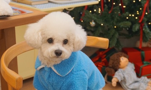 널독(NERDOG) 이미지