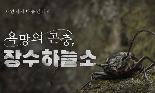 하늘소 이미지