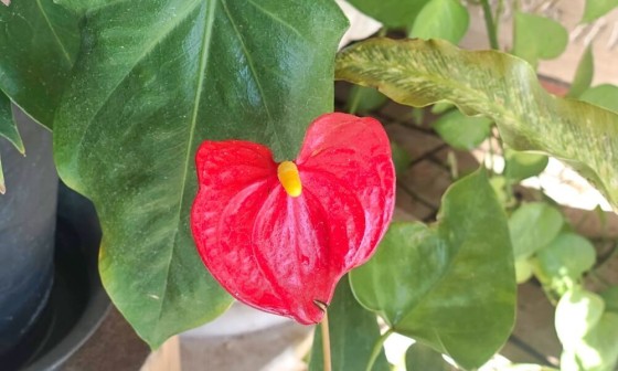 熱帯植物 アンスリウム 앤슈리엄 네이버 블로그 熱帯植物 アンスリウム 앤슈리엄 네이버 블로그