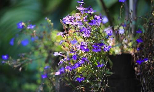 로벨리아(lobelia) 이미지
