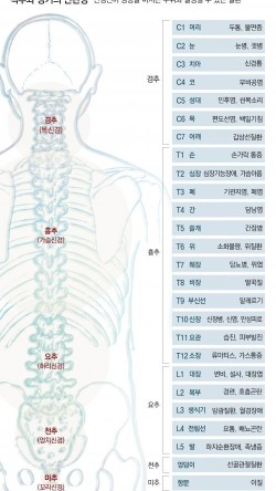 척추근육강화기 이미지