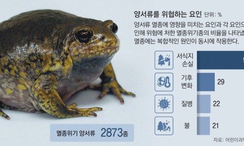 맹꽁이연구소 이미지