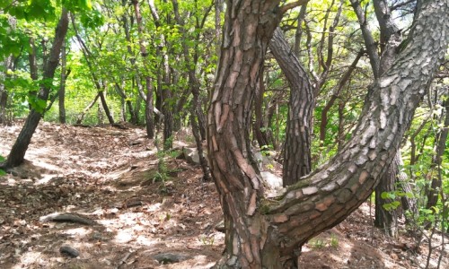 병천초등학교 이미지