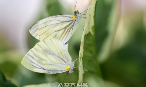 래빅 이미지