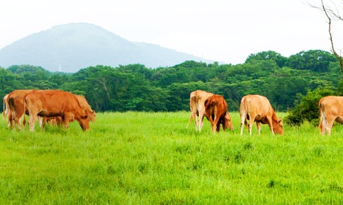 바른먹거리 바른한우 이미지