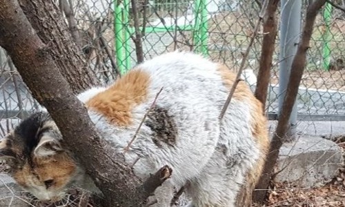장미빵집 이미지