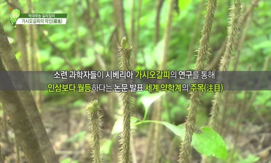 화천가시오갈피농장 이미지
