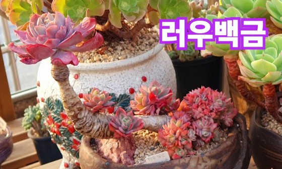 애플다육 이미지