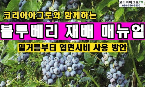 (주)블루베리코리아 이미지