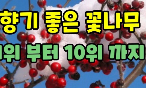 꽃과나무 이미지