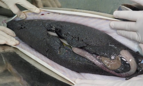 함양군 철갑상어 영어조합 이미지