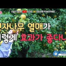 탱자나무 이미지