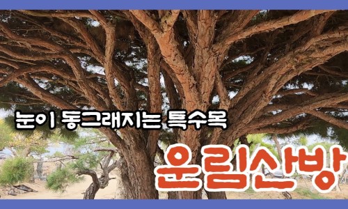 운림농원 이미지
