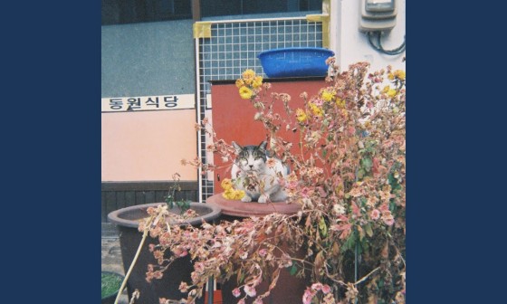 정동상회 이미지