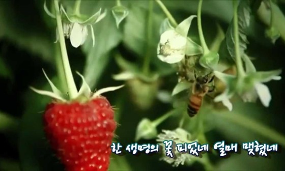 생명나무 이미지