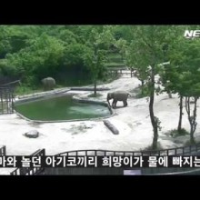 코끼리아줌마 이미지