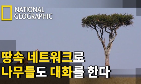 나무네트워크 이미지
