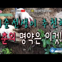 장수약초 이미지