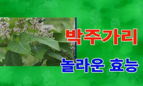 청양친환경블루베리농장 이미지