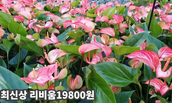 금화플라워 이미지