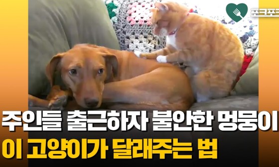 켈빈 이미지