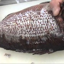 調理器具 ウロコ取り 비늘제거기 네이버 블로그