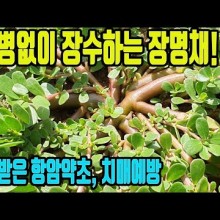 장수약초 이미지