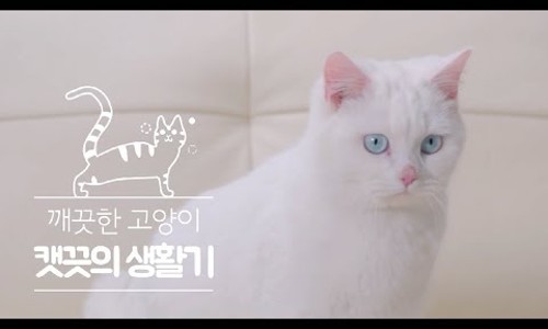 캣끗 이미지