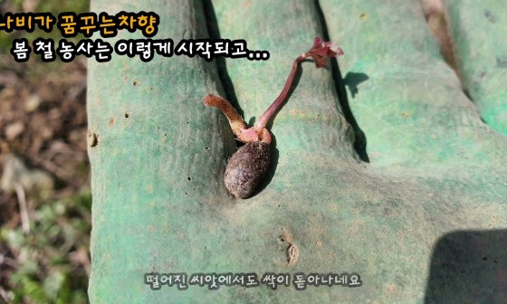 월인천강나비황차원 이미지