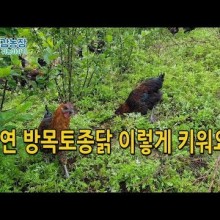 산속에토종닭 이미지
