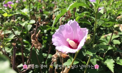 꽃과 노닐다 이미지
