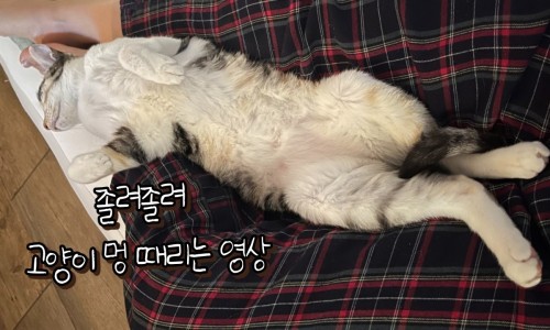 코코멍 이미지