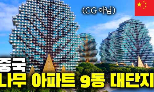 공상나무 이미지