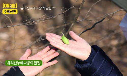 온노리 이미지
