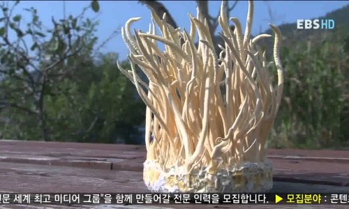 동충하초 이미지