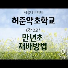만년초 이미지