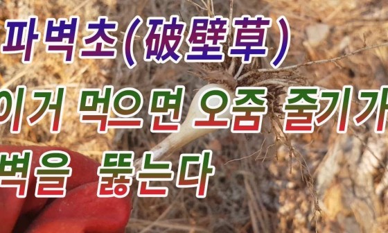 건강약초 이미지